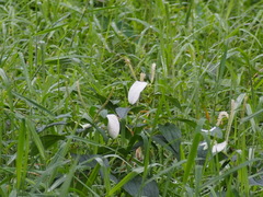 Saururus chinensis