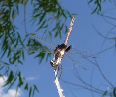 Macrodiplax balteata