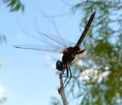 Macrodiplax balteata