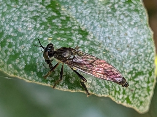Stripe-legged Robber Fly