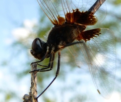 Macrodiplax balteata