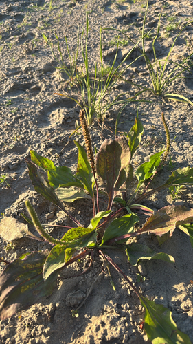 greater plantain