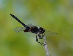 Macrodiplax balteata
