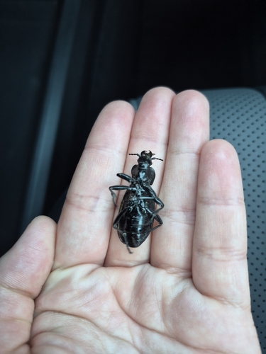 Leather Beetle