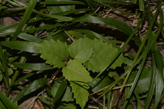 Cissus antarctica