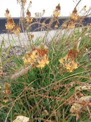 Bulbine frutescens