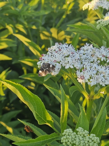 Four-spotted Moth