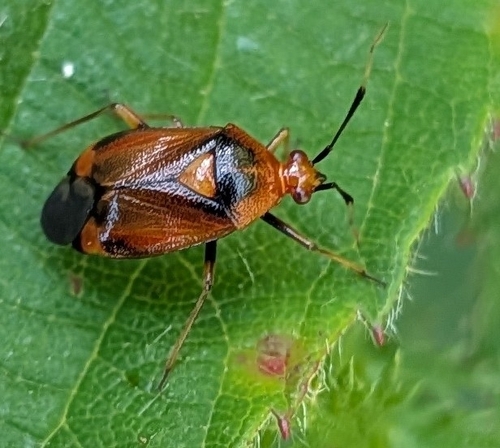 red-spotted plant bug