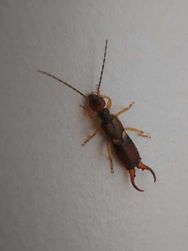 European Earwig