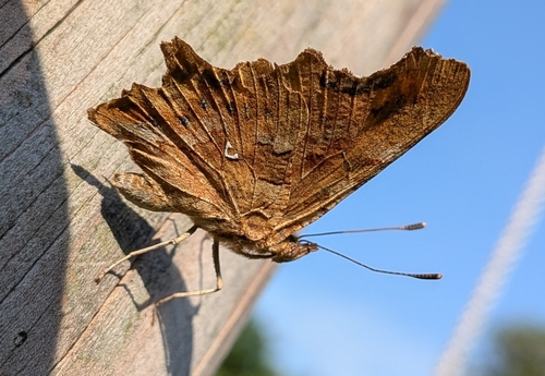 European Comma