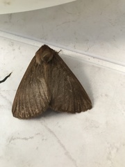 Phyllalia