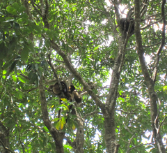 Eulemur collaris
