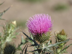 Cirsium rhaphilepis