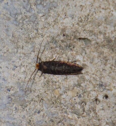 Cephimallota angusticostella