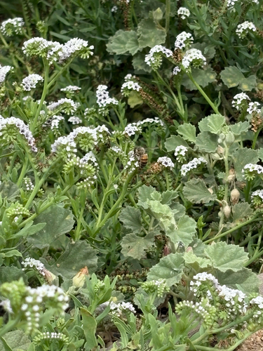 iNaturalist observation photo of Western Honey Bee