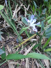Iris speculatrix