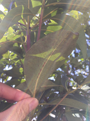 Lophostemon confertus