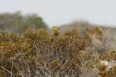 Epthianura aurifrons