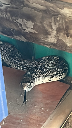 Bullsnake