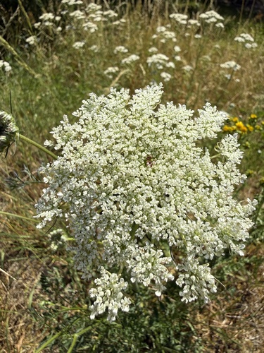 wild carrot