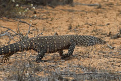 Varanus giganteus
