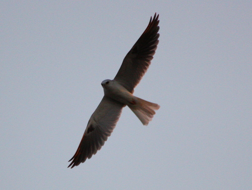 Elanus leucurus