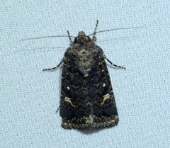 Proteuxoa marginalis