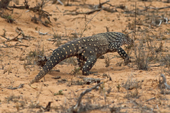 Varanus giganteus