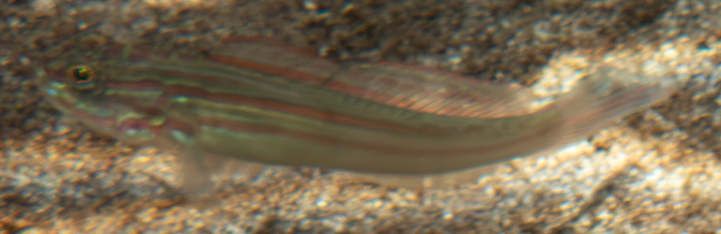 Immaculate Glidergoby (Valenciennea immaculata)