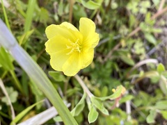 Oenothera