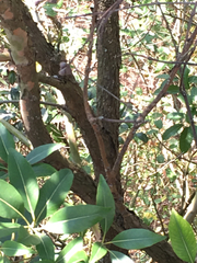 Lophostemon confertus