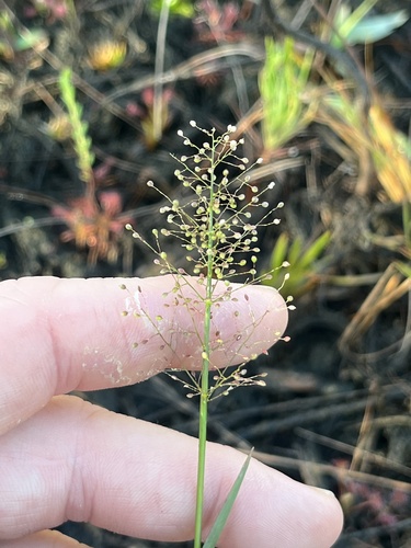 Dichanthelium erectifolium, 2026-06-21