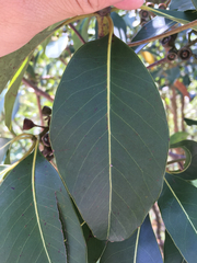 Lophostemon confertus