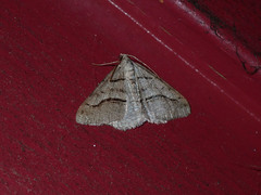 Digrammia imparilata