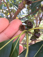 Lophostemon confertus