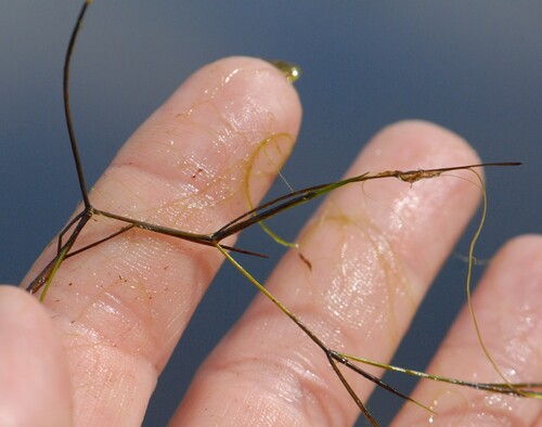Potamogeton trichoides, photograph 4