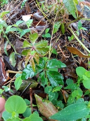 Tetrastigma obtectum