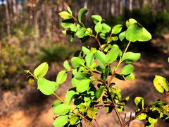 Grevillea singuliflora
