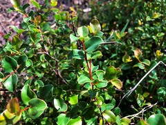 Grevillea singuliflora