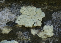 Protoparmeliopsis pinguis