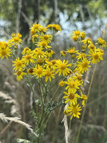 ragwort