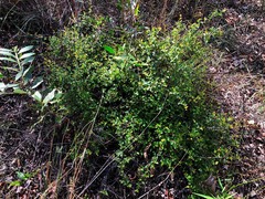 Grevillea singuliflora