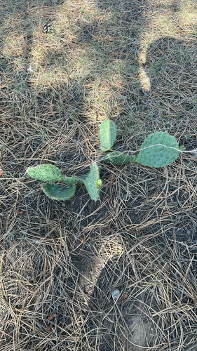 Grassland Pricklypear