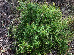 Grevillea singuliflora