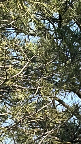 Western Kingbird