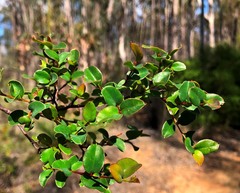 Grevillea singuliflora