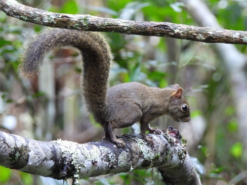 Ingram's Squirrel
