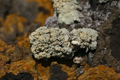 Protoparmeliopsis pinguis