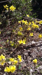 Helianthemum oelandicum orientale