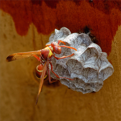 Polistes badius